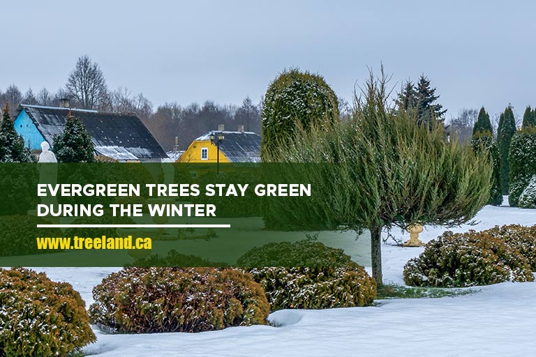 Evergreen trees stay green during the winter