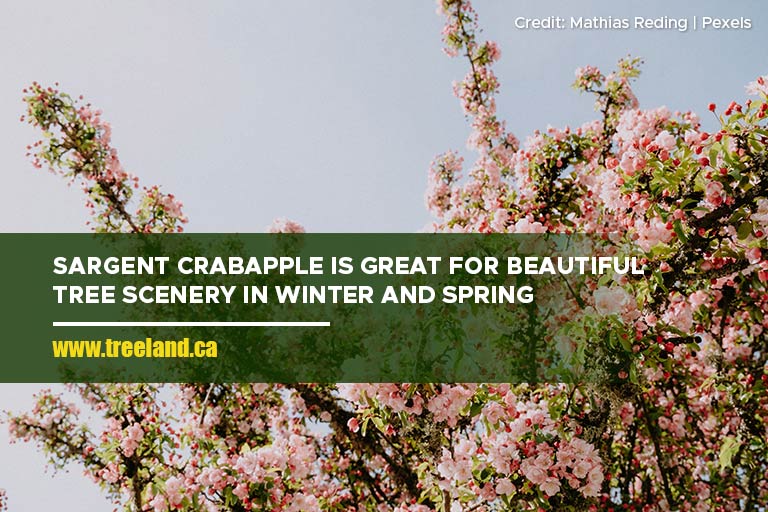 Sargent Crabapple is great for beautiful tree scenery in winter and spring