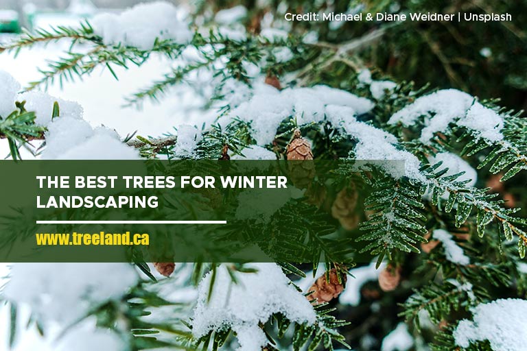 The Best Trees for Winter Landscaping