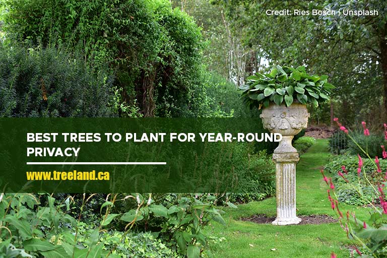 Best Trees to Plant for Year-Round Privacy