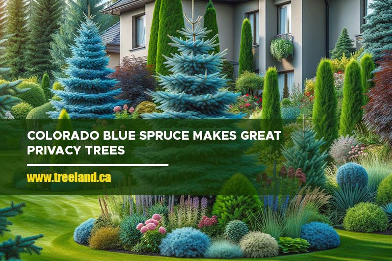 Colorado Blue Spruce makes great privacy trees