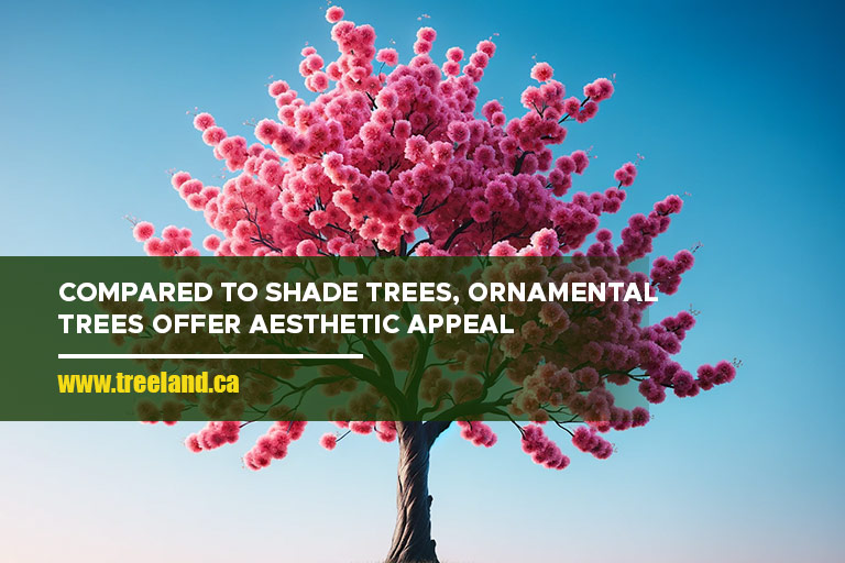 Compared to shade trees, ornamental trees offer aesthetic appeal