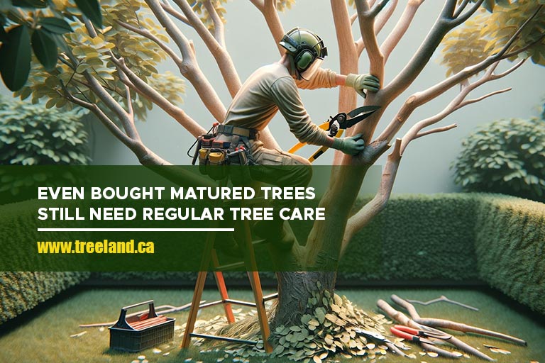 Even bought matured trees still need regular tree care