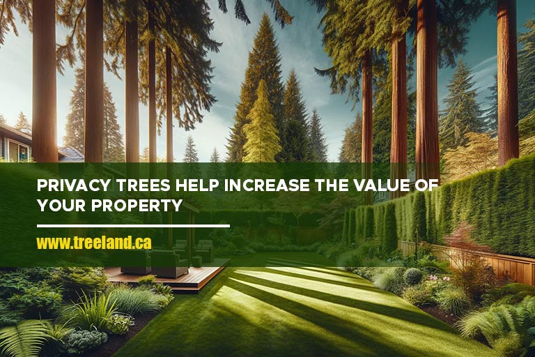 Privacy trees help increase the value of your property