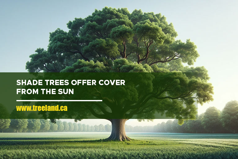 Shade trees offer cover from the sun