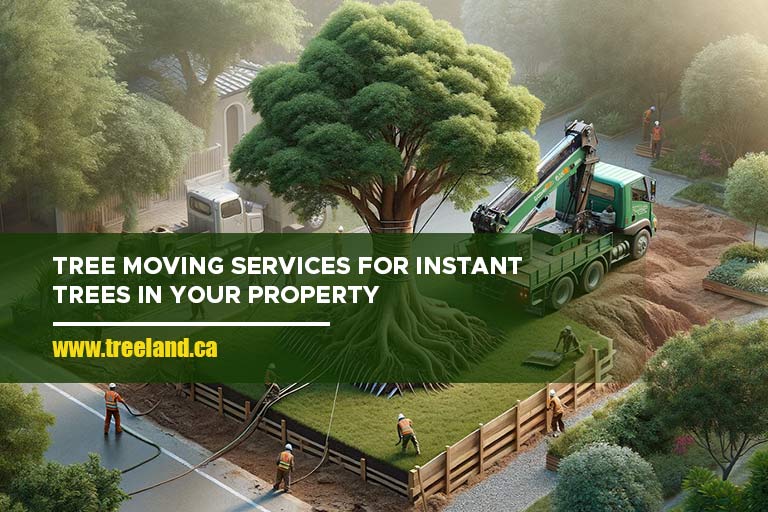 Tree moving services for instant trees in your property