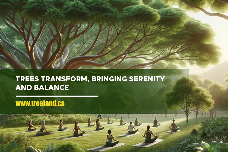 Trees transform, bringing serenity and balance