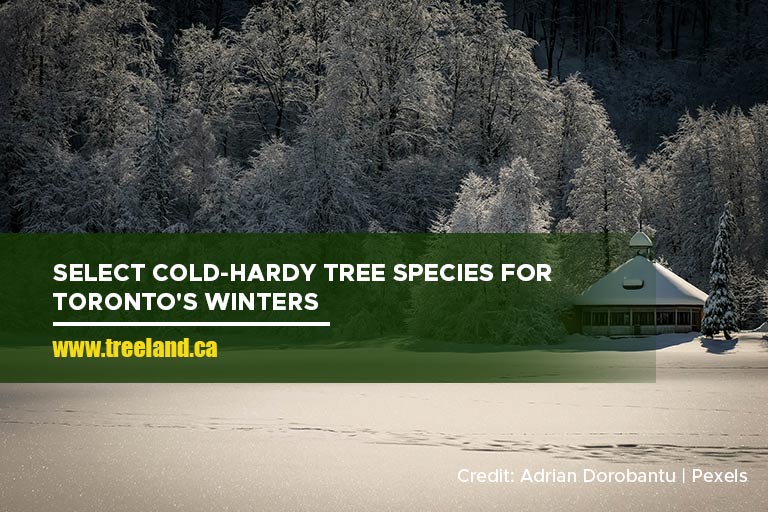 Select cold-hardy tree species for Toronto's winters