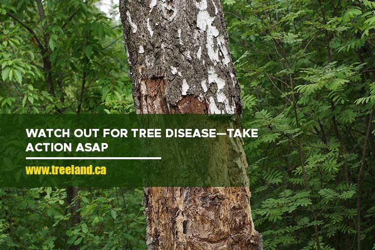 Watch out for tree disease—take action ASAP