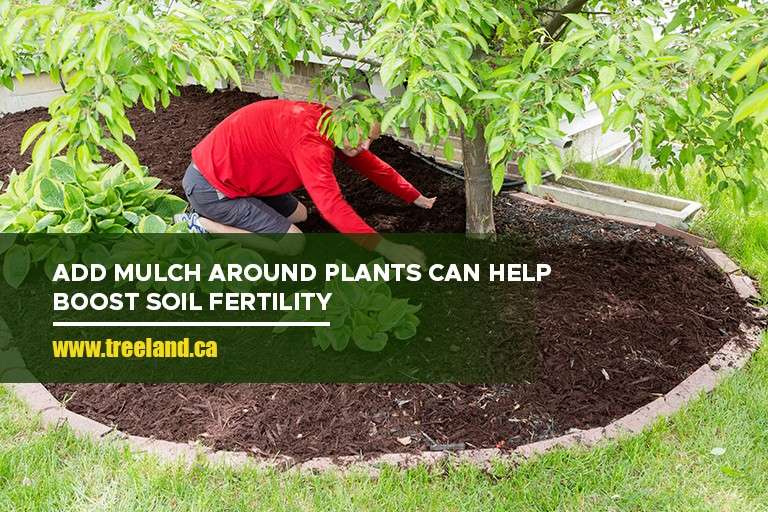 Add mulch around plants can help boost soil fertility