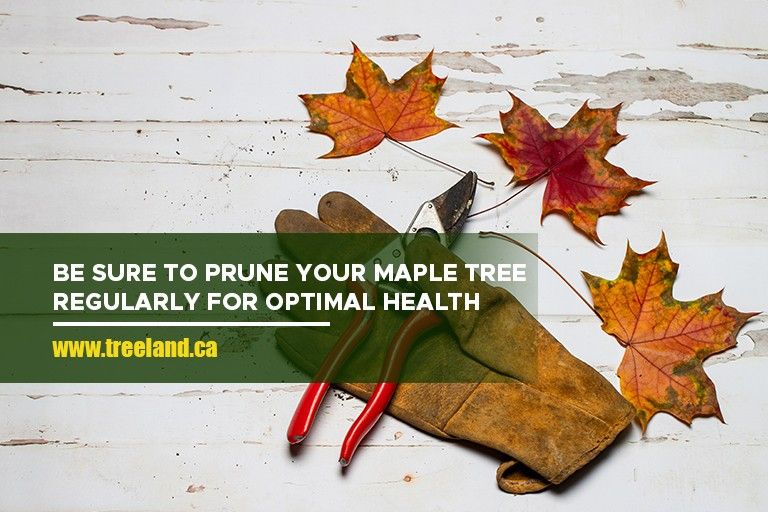 Be sure to prune your maple tree regularly for optimal health