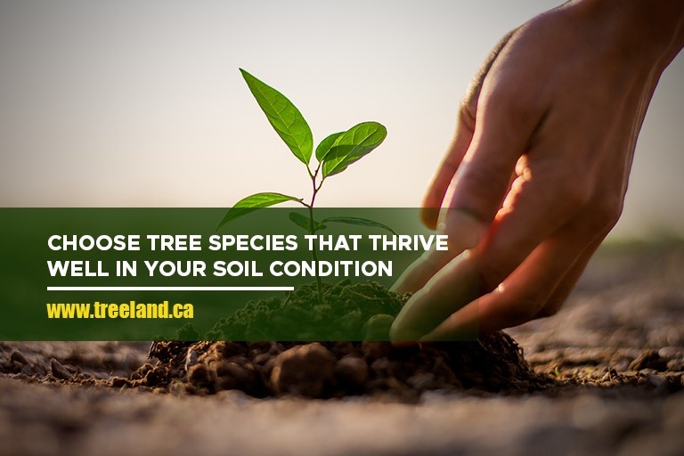 Choose tree species that thrive well in your soil condition