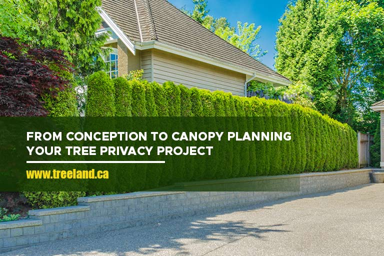 From Conception to Canopy: Planning Your Tree Privacy Project