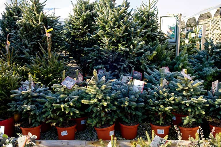From Seedlings to Shade: Where to Find Trees for Sale in Markham