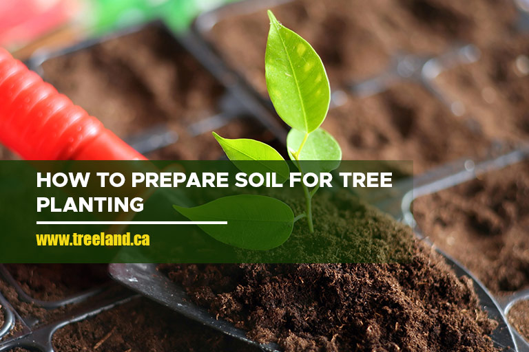 How to Prepare Soil for Tree Planting