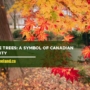 Maple Trees: A Symbol of Canadian Identity
