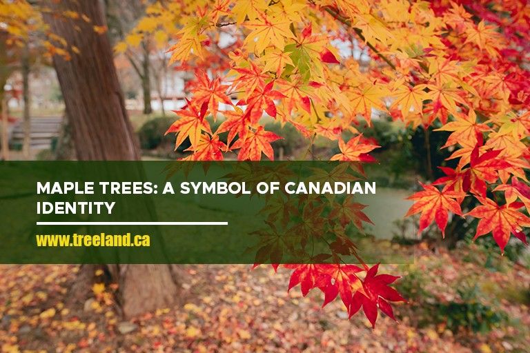 Maple Trees: A Symbol of Canadian Identity