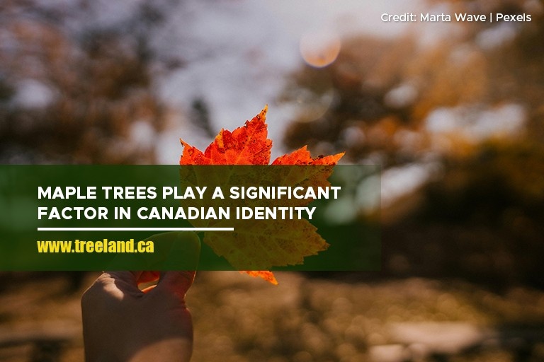 Maple trees play a significant factor in Canadian identity