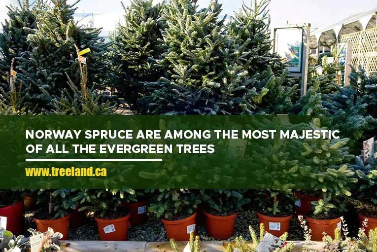 Norway Spruce are among the most majestic of all the evergreen trees