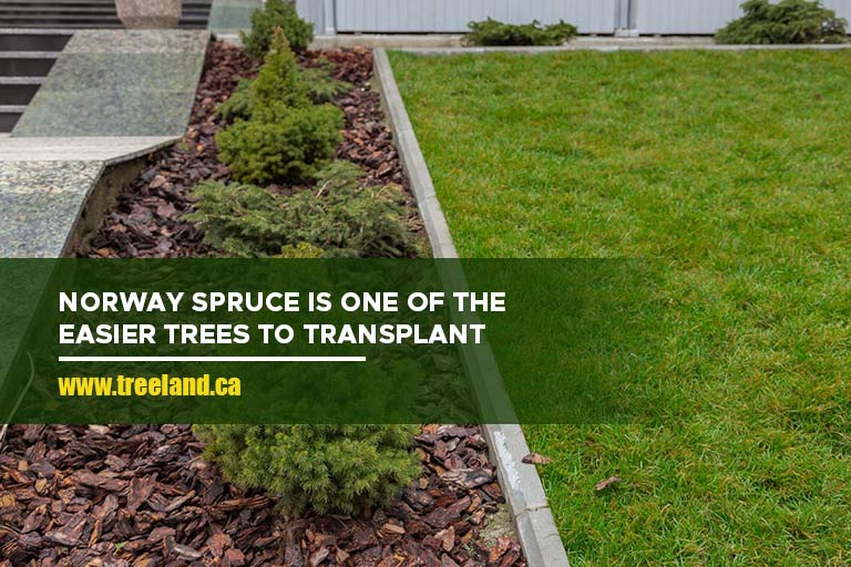 Norway Spruce is one of the easier trees to transplant