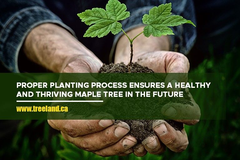 Proper planting process ensures a healthy and thriving maple tree in the future