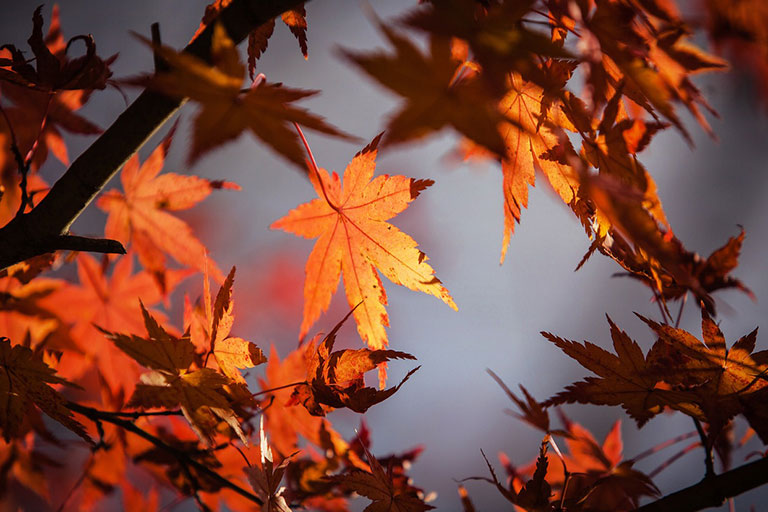 Sowing the Seeds of Beauty: Maple Tree Planting Essentials
