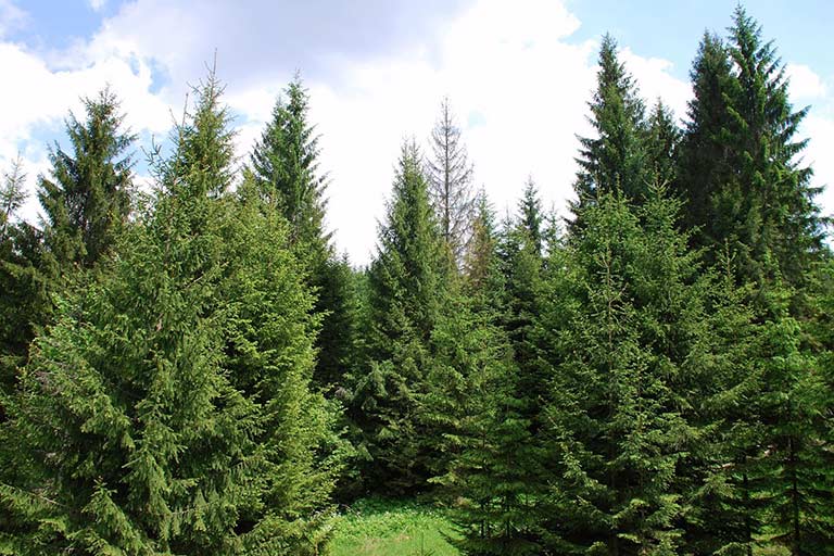 The Dos and Don’ts of Planting Norway Spruce