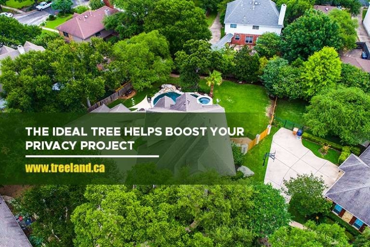 From Conception to Canopy: Planning Your Tree Privacy Project - Caledon ...