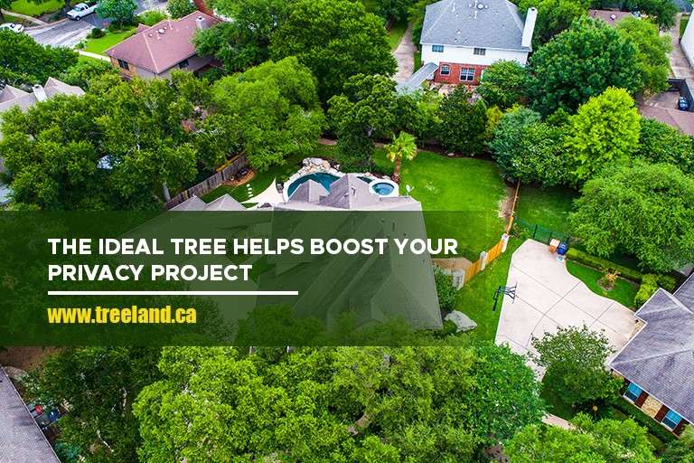 The ideal tree helps boost your privacy project