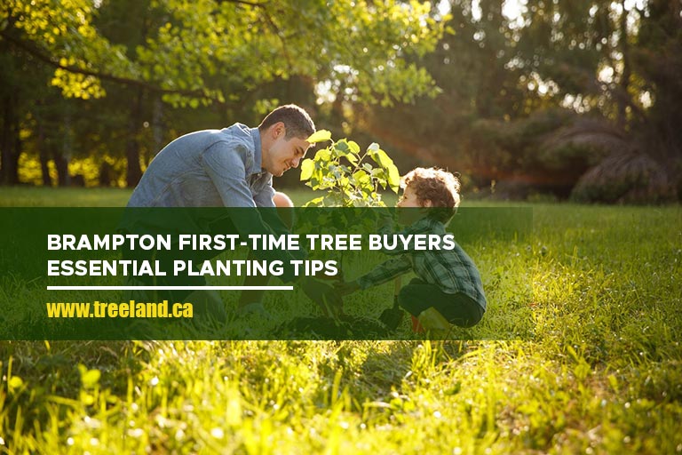 Brampton First-Time Tree Buyers: Essential Planting Tips