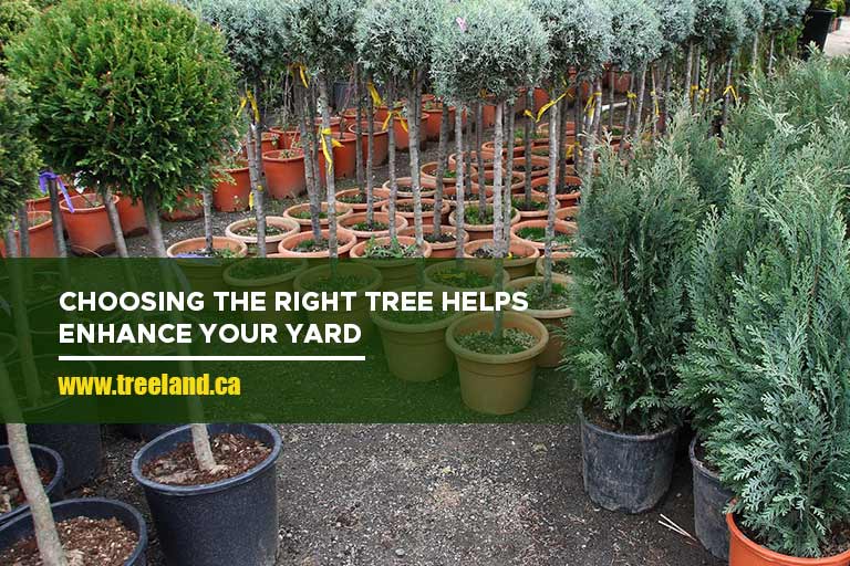 Choosing the right tree helps enhance your yard