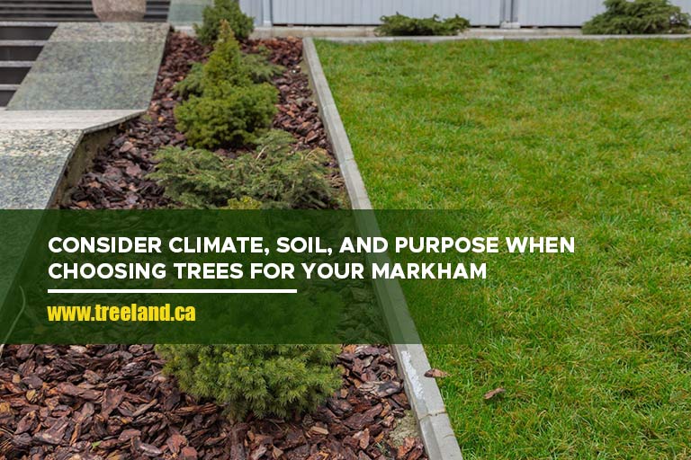 Consider climate, soil, and purpose when choosing trees for your Markham property