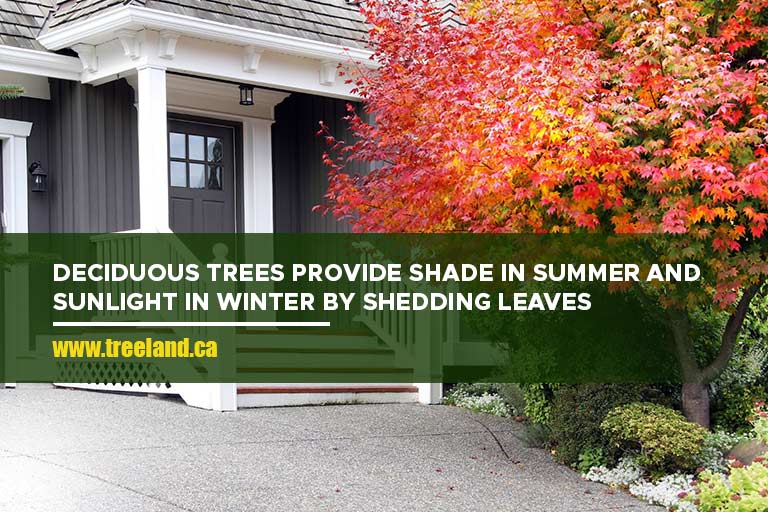 Deciduous trees provide shade in summer and sunlight in winter by shedding leaves