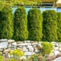 Essential Guide to Privacy Trees & Mississauga Bylaws