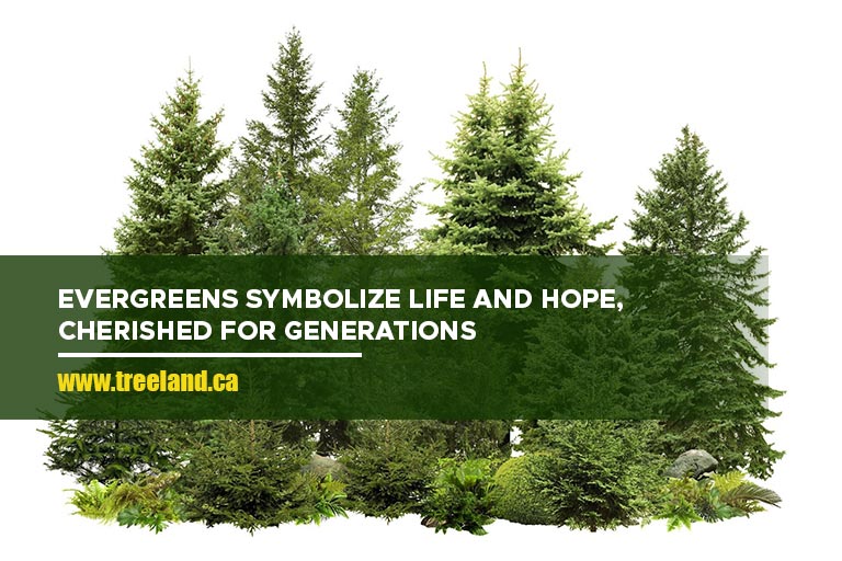 Evergreens symbolize life and hope, cherished for generations