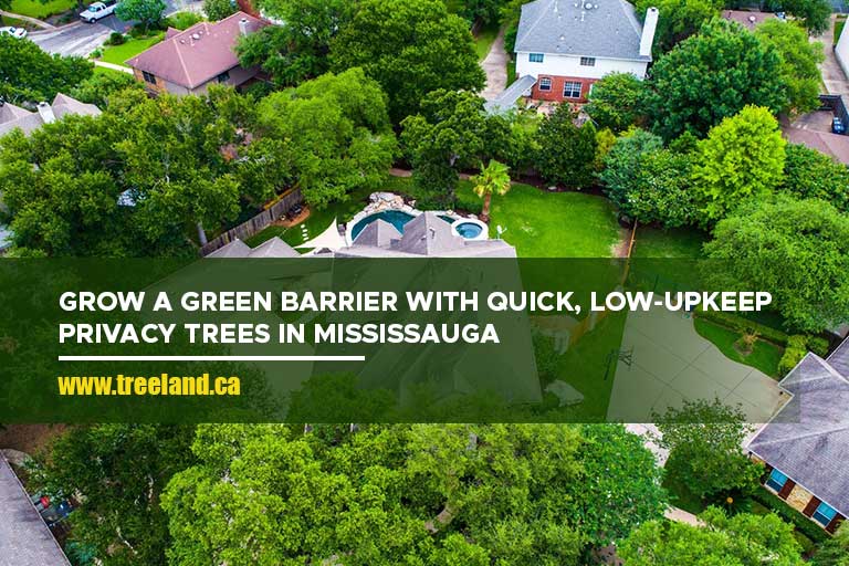 Grow a green barrier with quick, low-upkeep privacy trees in Mississauga