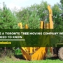 Hiring a Toronto Tree Moving Company: What You Need to Know