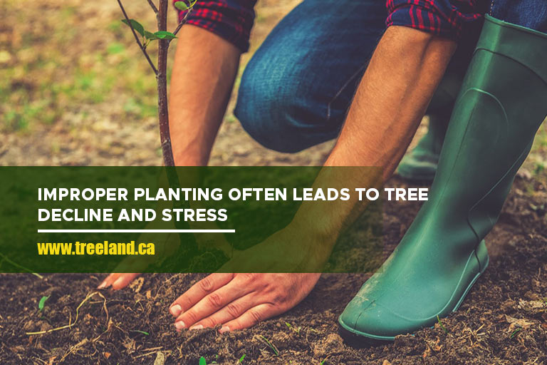 Improper planting often leads to tree decline and stress