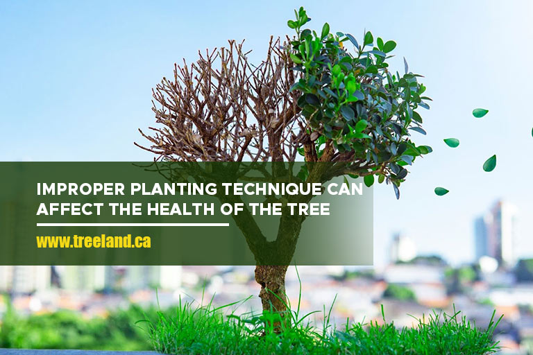 Improper planting technique can affect the health of the tree