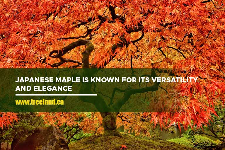 Japanese maple is known for its versatility and elegance