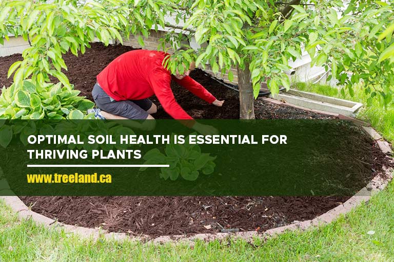 Optimal soil health is essential for thriving plants