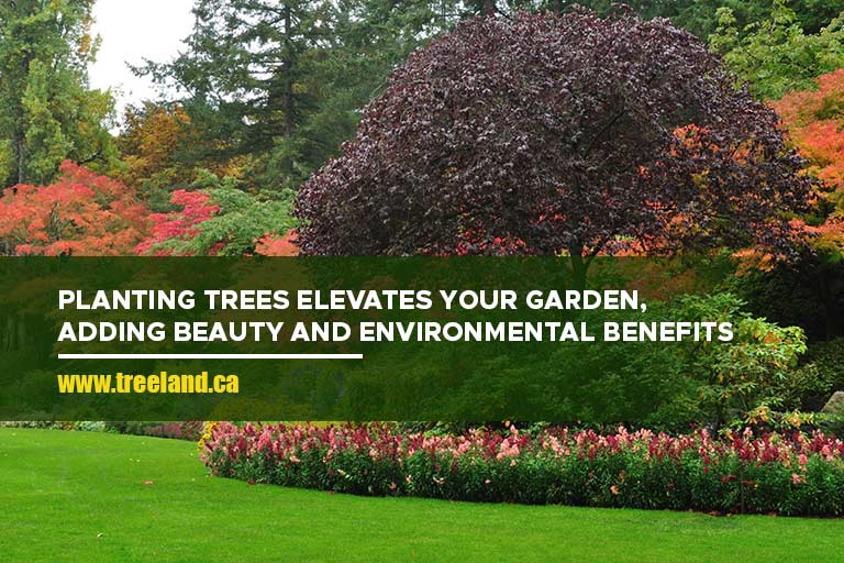 Planting trees elevates your garden, adding beauty and environmental benefits