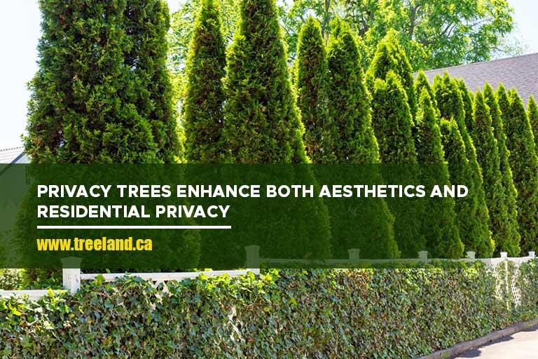 Privacy trees enhance both aesthetics and residential privacy