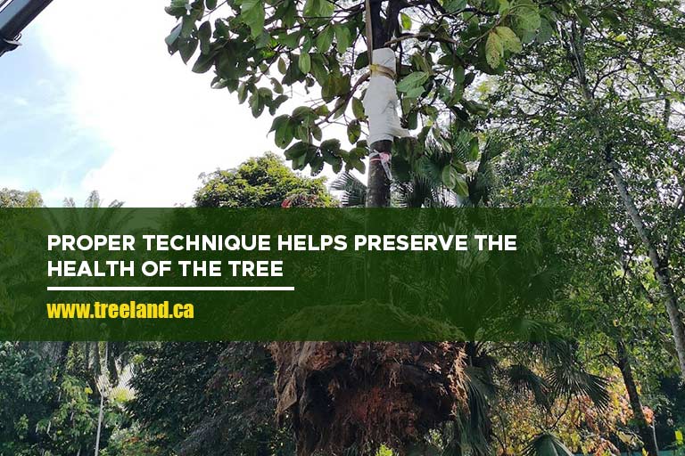 Proper technique helps preserve the health of the tree