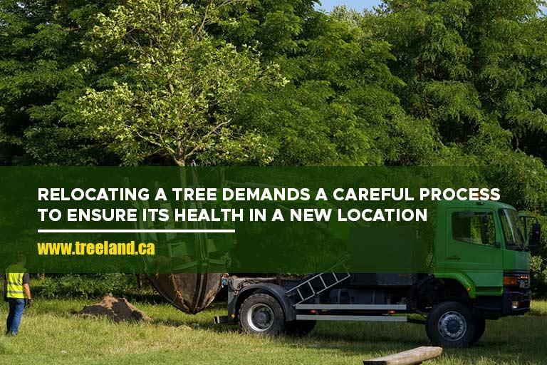 Relocating a tree demands a careful process to ensure its health in a new location