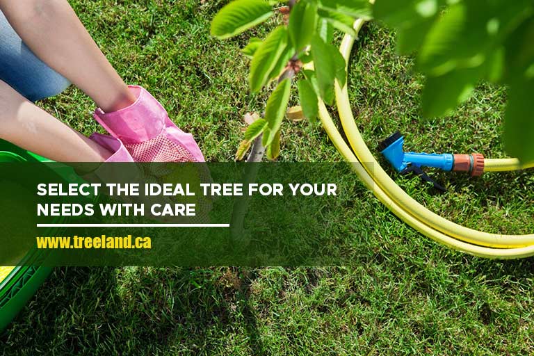 Select the ideal tree for your needs with care