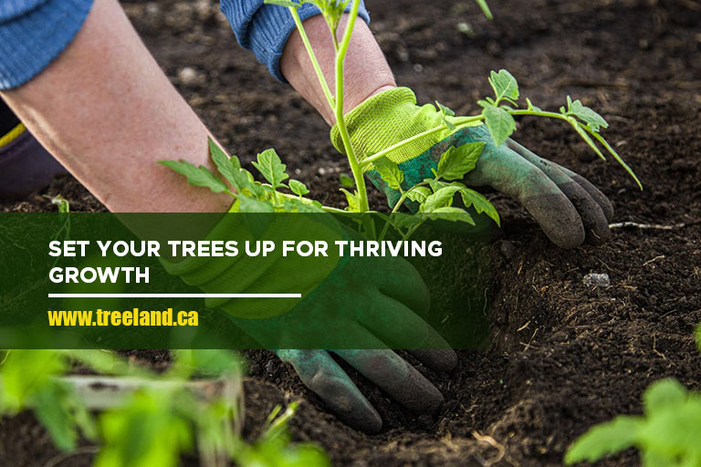 Set your trees up for thriving growth