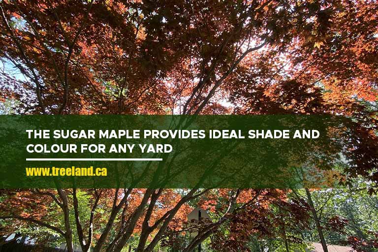 The Sugar Maple provides ideal shade and colour for any yard