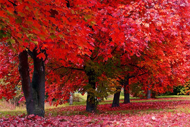 Top 6 Maple Varieties in Brampton: Colour, Size & Growth