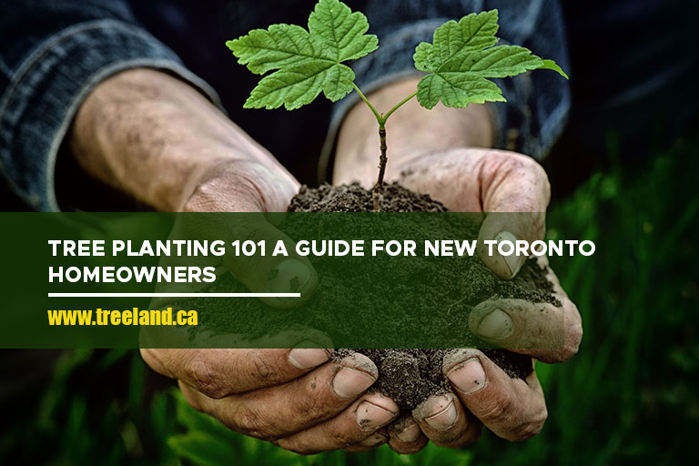 Tree Planting 101: A Guide for New Toronto Homeowners